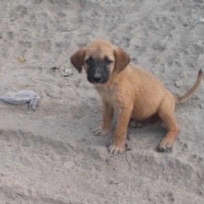 Helping Hands In Rajnagar Extension Gzb