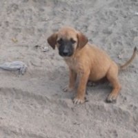 Helping Hands In Rajnagar Extension Gzb