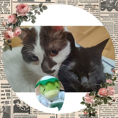 ミルココ・ボブふしゅる