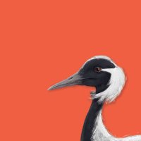 Dhruv Rakesh || COMMS OPEN