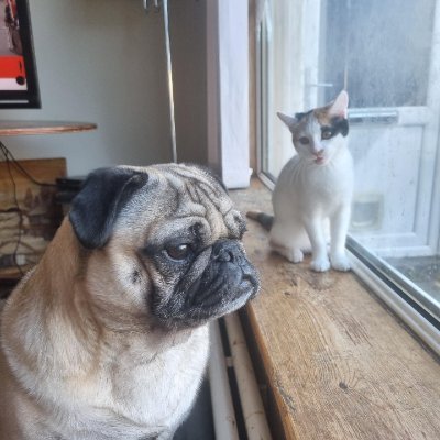 Molly and Hugo In memory of Bailey & Dulcie