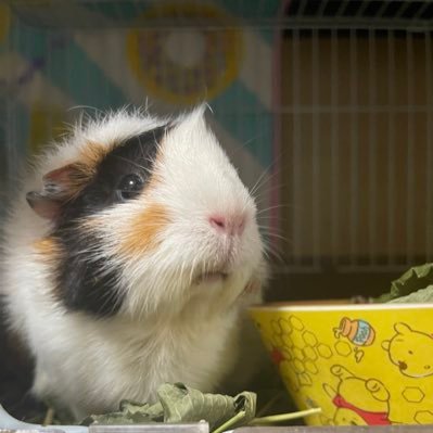 ジョセフィーヌ🐹