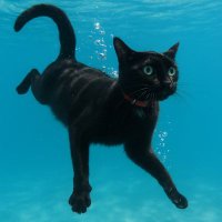 ペンギン猫🐧🐈‍⬛