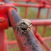 きのこたけのこ✨🇯🇵✨🍊✨🇯🇵✨