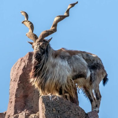 Harris Hafeez 🇵🇰