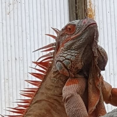 ik laat me niet gek maken.