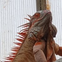 ik laat me niet gek maken.