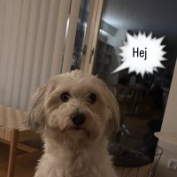 Mikkel Skou Kristiansen