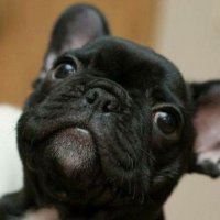 My cat love salad 🥗🐱