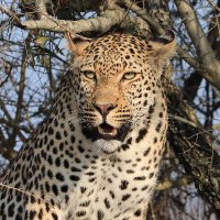 Jane, Retired, Happy, Rejoiner