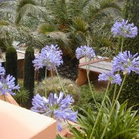 Titas 37Benito @titas9653