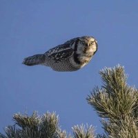 Never trust a shadow