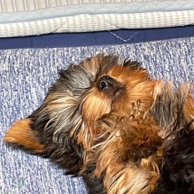 花菜と杏〈かなあんず🐾〉