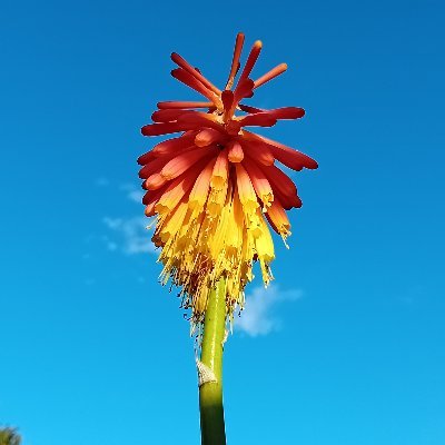 Northern Gardener🌱🇬🇧🏴󠁧󠁢󠁥󠁮󠁧󠁿