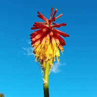 Northern Gardener🌱🇬🇧🏴󠁧󠁢󠁥󠁮󠁧󠁿