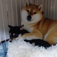 カズ＠赤柴「ゆず」と黒柴「さく」