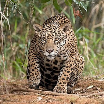 Billete de 500 pesos