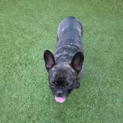 Math🇳🇱✨️🐶🐾