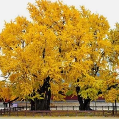 수레국화 🇰🇷