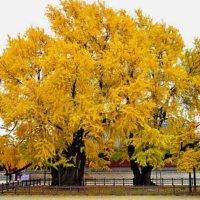 수레국화 🇰🇷