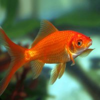 SyssyphusZDoppleGanger