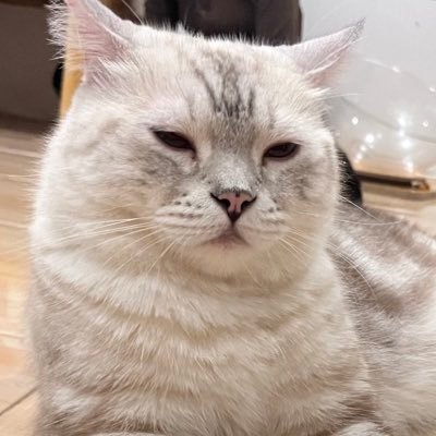 อยากกินแมวส้ม