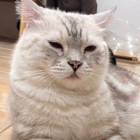 อยากกินแมวส้ม