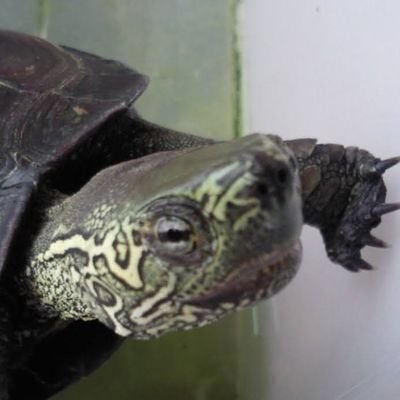 かにの気持ちになればチョキってパーやと思います