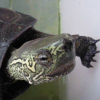 かにの気持ちになればチョキってパーやと思います