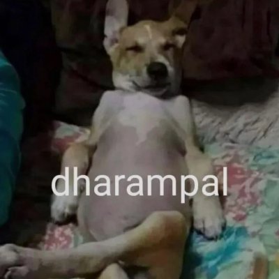 DharaMpaL