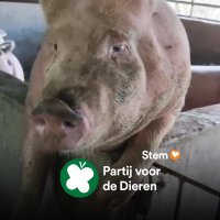 A. Biezeman ☮️🌱🍋🐝🪼🐾🌶️🧄🥑🍅🍆🥝