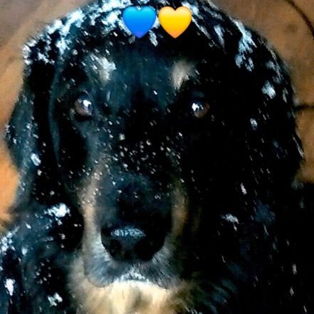 Szara⚡Jola z d. Morales 🏳️‍🌈🇪🇺🇸🇪🇺🇦🇨🇦🍁🐾