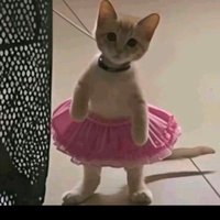 想到oai怎么来的我就高兴