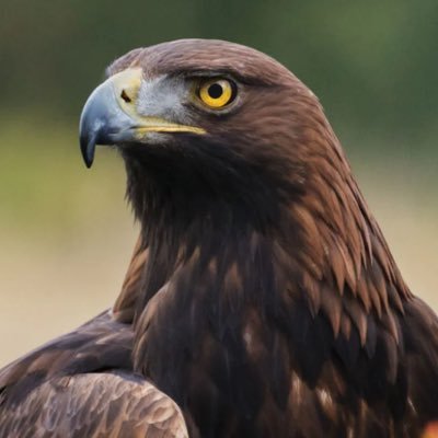 The RNegade Raptor⚡️ Warrior Journey