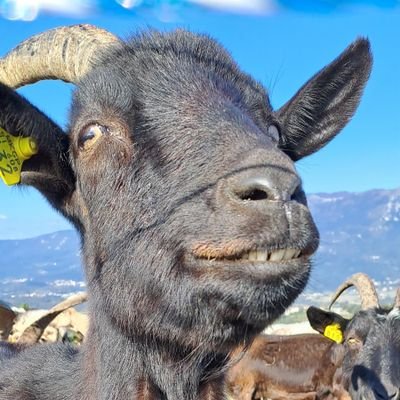 Mitja Ličen 🚂 🚜