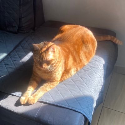 gio 🐅🏳️‍🌈🇵🇸