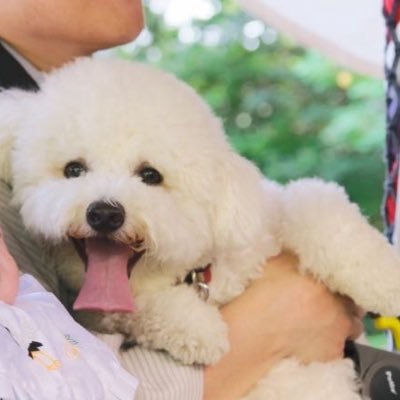 わたあめ犬/ Super Fluffy Dog ☺︎