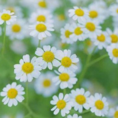 パフィーア 2.0 | 海外の隠された真実