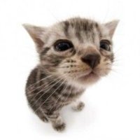 𝔠𝔢𝔯𝔢𝔟𝔯𝔬 𝔡𝔢 𝔪𝔦𝔫𝔥𝔬𝔠𝔞