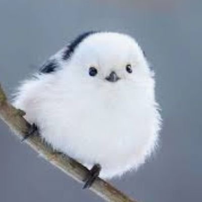 New Account || Miya ☆