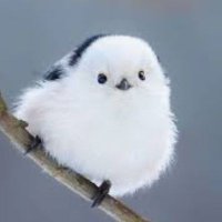 New Account || Miya ☆