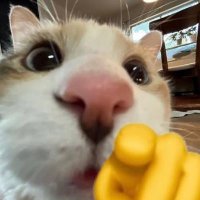 JMercury 💜🐈‍⬛