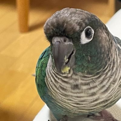 INTJ式経営者🦜ウロコインコで解説