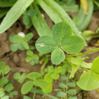 Mary_Van_the_crown 📯🐦