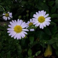 rattawalley ◞‸◟ 🐾🌈ft.อินทัชชอบคุณ (slow)