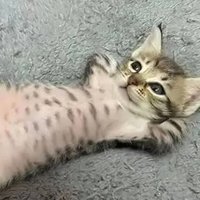 m.m #justiçapororelha