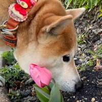 犬田わん🌈NEX2Y