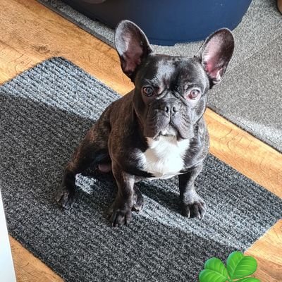 Math 🇳🇱✨️💫🐶🍀