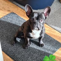 Math 🇳🇱✨️💫🐶🍀