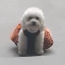 EVANGELINE is TAEHYUNG